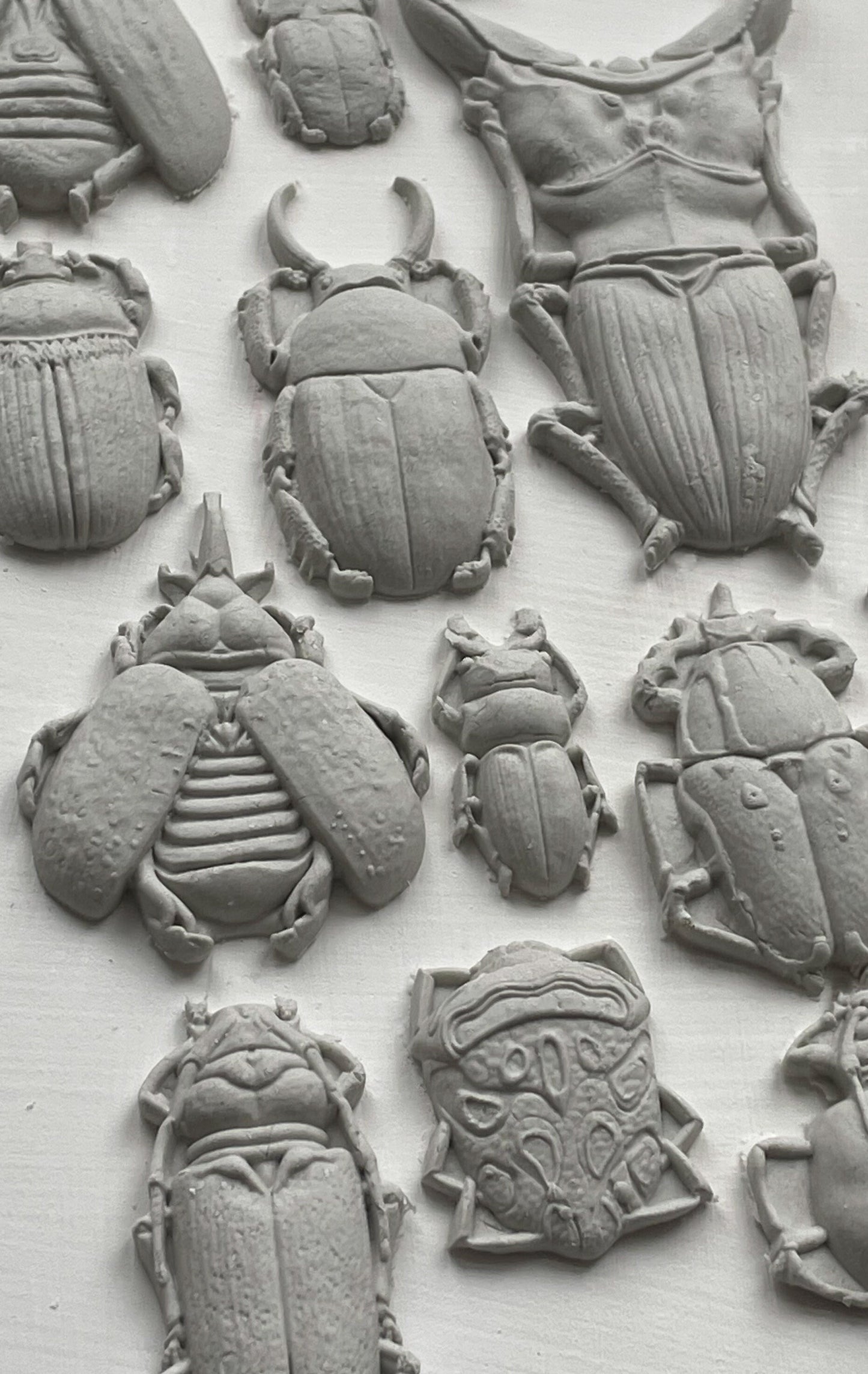 Specimens IOD décor mould 6 x 10 - by Iron Orchid Designs