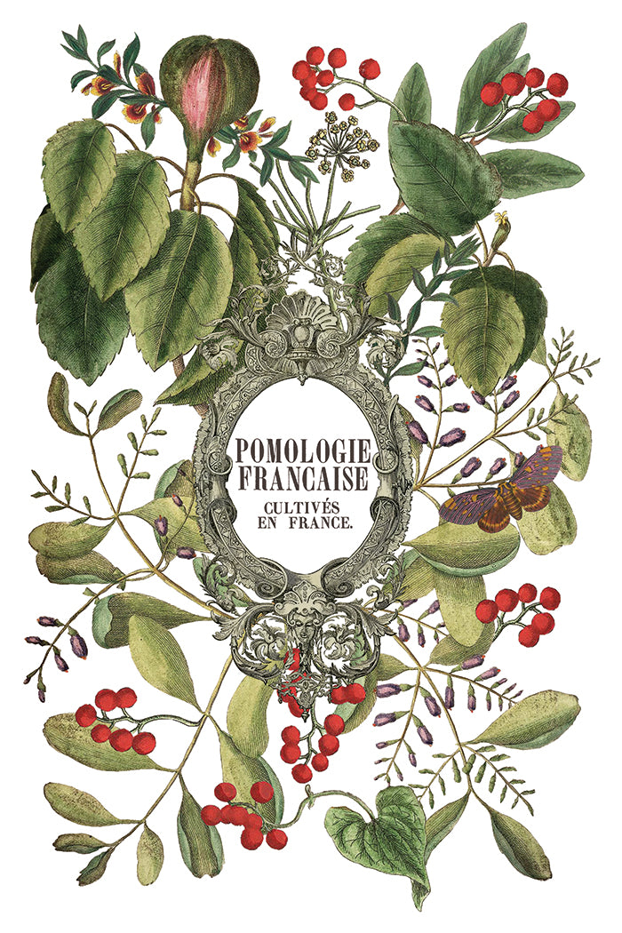 Clementine IOD Transfer Pad with (8) 8 x 12 Sheets by Iron Orchid Designs Rub-On Furniture Transfer Decal -2025 Limited Holiday Release