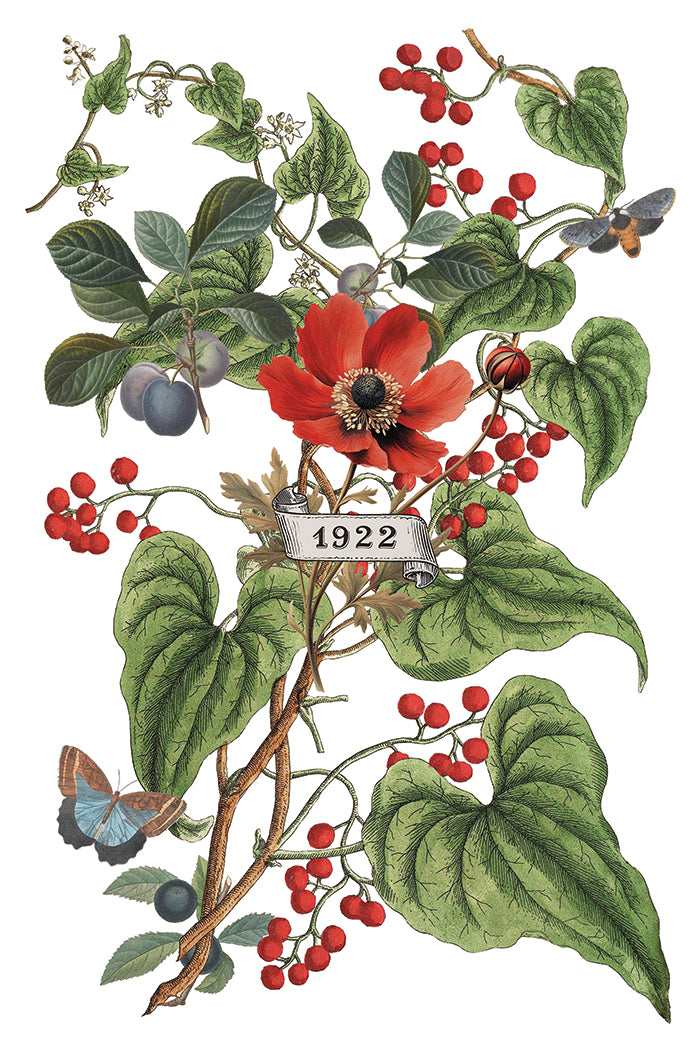Clementine IOD Transfer Pad with (8) 8 x 12 Sheets by Iron Orchid Designs Rub-On Furniture Transfer Decal -2025 Limited Holiday Release
