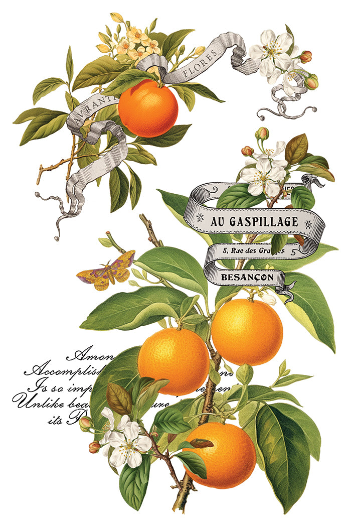 Clementine IOD Transfer Pad with (8) 8 x 12 Sheets by Iron Orchid Designs Rub-On Furniture Transfer Decal -2025 Limited Holiday Release