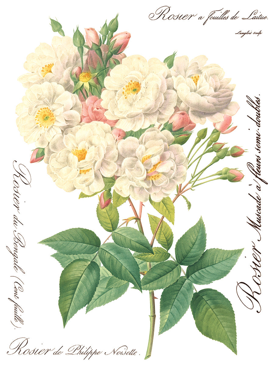 Rose Botanicals IOD Transfer Pad with (8) 12 X 16 Sheets by Iron Orchid Designs Rub-On Furniture Transfer Decal