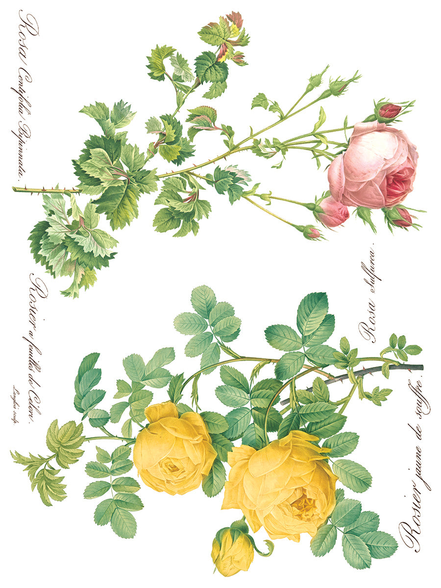 Rose Botanicals IOD Transfer Pad with (8) 12 X 16 Sheets by Iron Orchid Designs Rub-On Furniture Transfer Decal