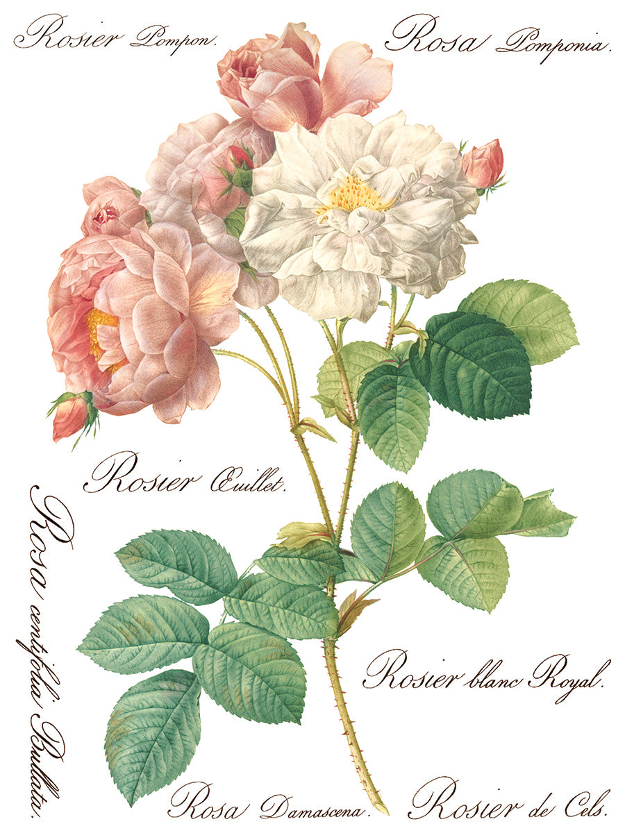 Rose Botanicals IOD Transfer Pad with (8) 12 X 16 Sheets by Iron Orchid Designs Rub-On Furniture Transfer Decal