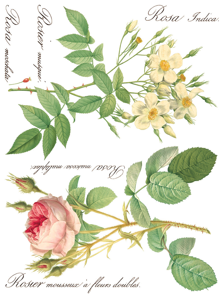 Rose Botanicals IOD Transfer Pad with (8) 12 X 16 Sheets by Iron Orchid Designs Rub-On Furniture Transfer Decal