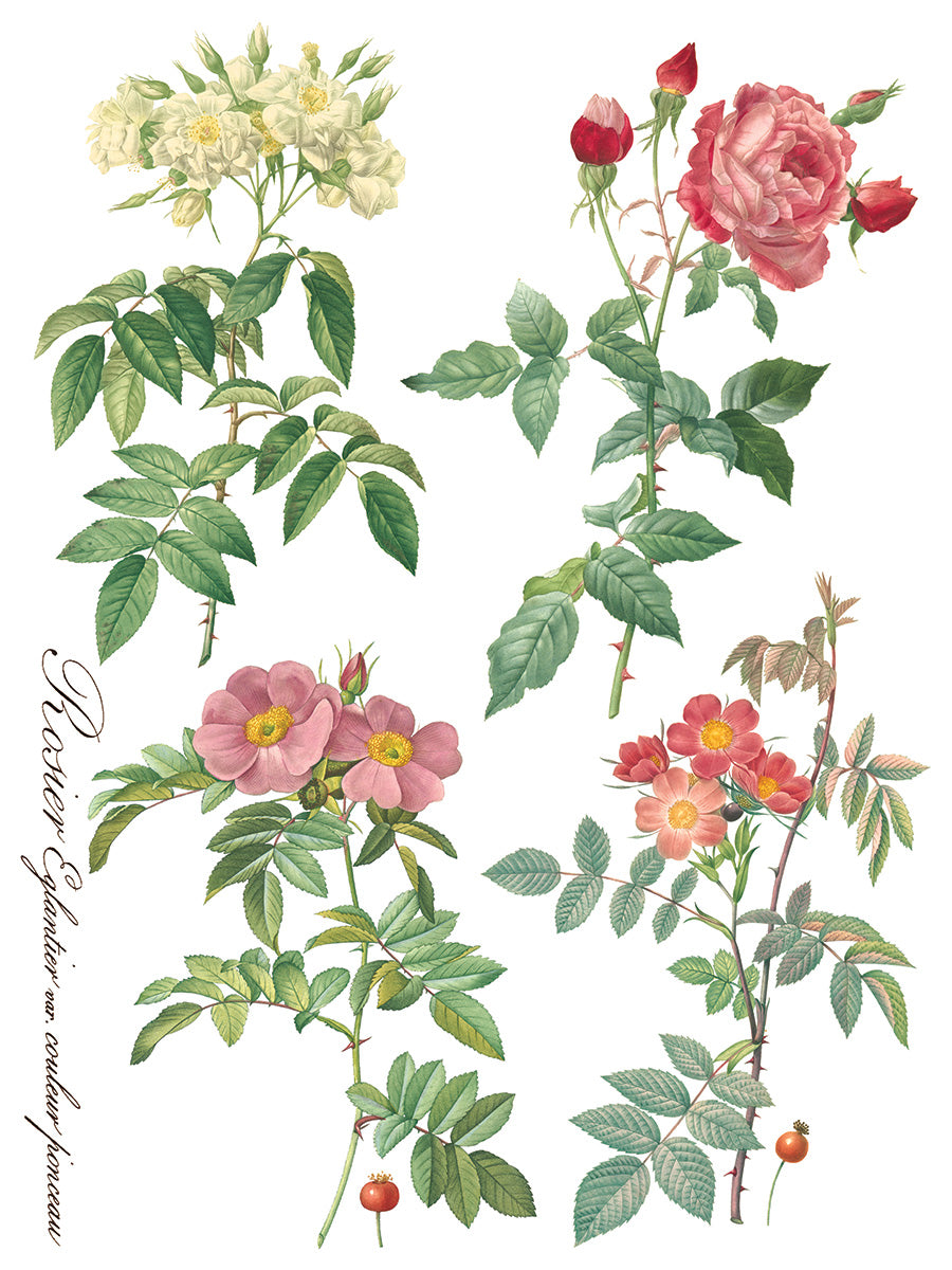 Rose Botanicals IOD Transfer Pad with (8) 12 X 16 Sheets by Iron Orchid Designs Rub-On Furniture Transfer Decal
