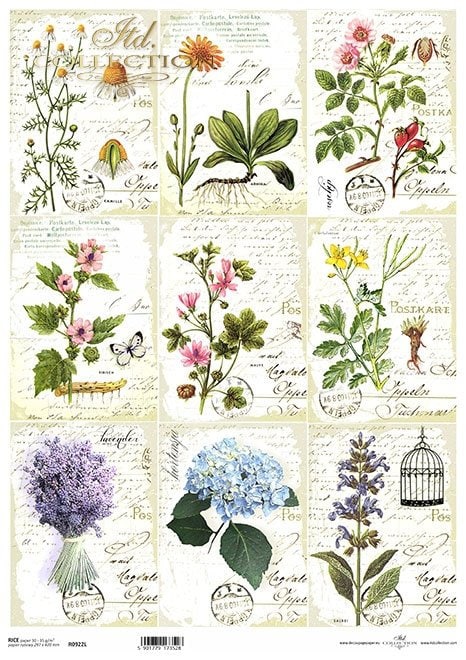 Herbarium Miniatures ITD Decoupage Rice Paper | Size A3 | 16.5inch x 11.7inch | R0922L