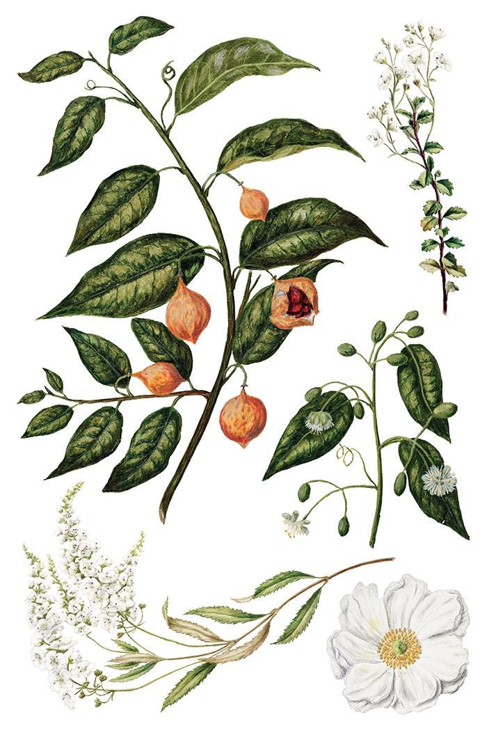 Sarah Featons Botanicals IOD Transfer Pad with (8) 8 x 12 Sheets by Iron Orchid Designs Rub-On Furniture Transfer Decal