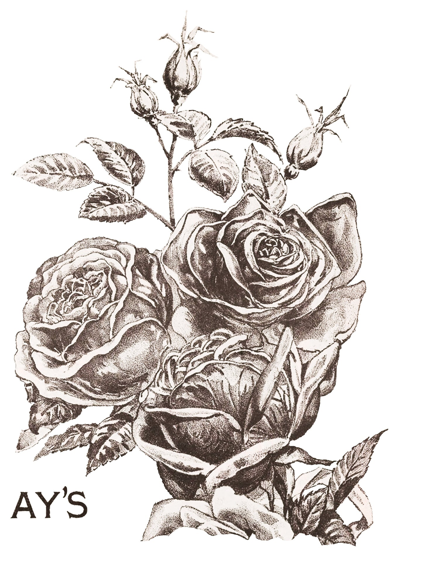 May's Roses IOD Transfer Pad with (4) 12 X 16 Sheets by Iron Orchid Designs Rub-On Furniture Transfer Decal - New Release