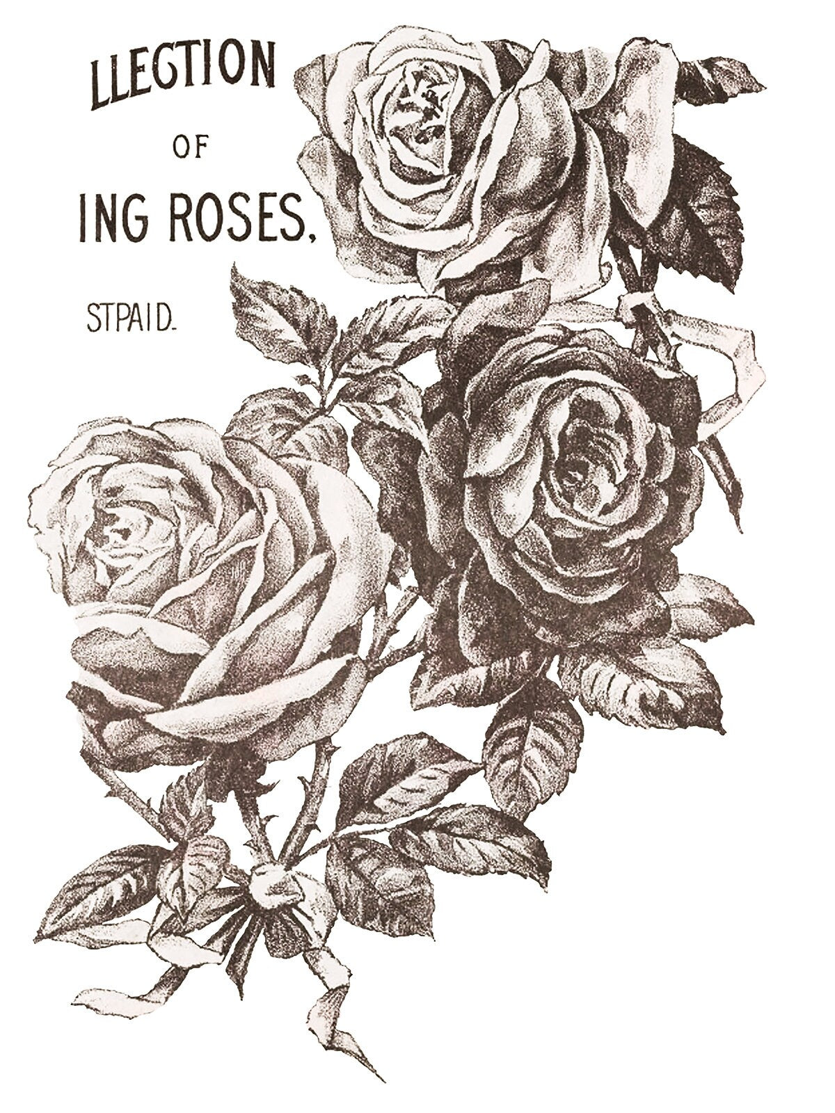 May's Roses IOD Transfer Pad with (4) 12 X 16 Sheets by Iron Orchid Designs Rub-On Furniture Transfer Decal - New Release