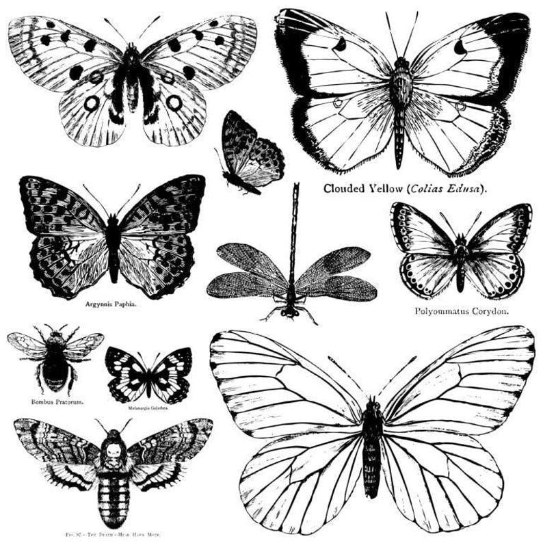 Butterflies 12 x 12 IOD stamp - by Iron Orchid Designs