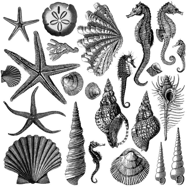 Seashore 12 X 12 IOD stamp 2 sheets - by Iron Orchid Designs