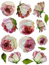 IOD transfer Painterly Floral Transfer pad with (8) 12 X 16 Sheets by Iron Orchid Designs Furniture transfer decal