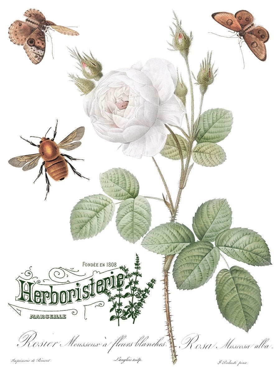 IOD transfer Brocante transfer pad with (8) 12 X 16 Sheets by Iron Orchid Designs Furniture transfer decal