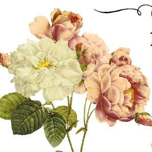 Flora Parisiensis IOD Transfer Pad with (4) 12 X 16 Sheets by Iron Orchid Designs Rub-On Furniture Transfer Decal