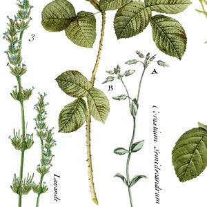 Flora Parisiensis IOD Transfer Pad with (4) 12 X 16 Sheets by Iron Orchid Designs Rub-On Furniture Transfer Decal