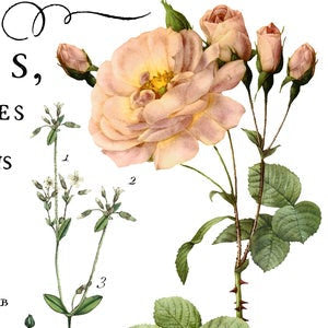 Flora Parisiensis IOD Transfer Pad with (4) 12 X 16 Sheets by Iron Orchid Designs Rub-On Furniture Transfer Decal