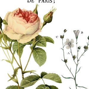 Flora Parisiensis IOD Transfer Pad with (4) 12 X 16 Sheets by Iron Orchid Designs Rub-On Furniture Transfer Decal
