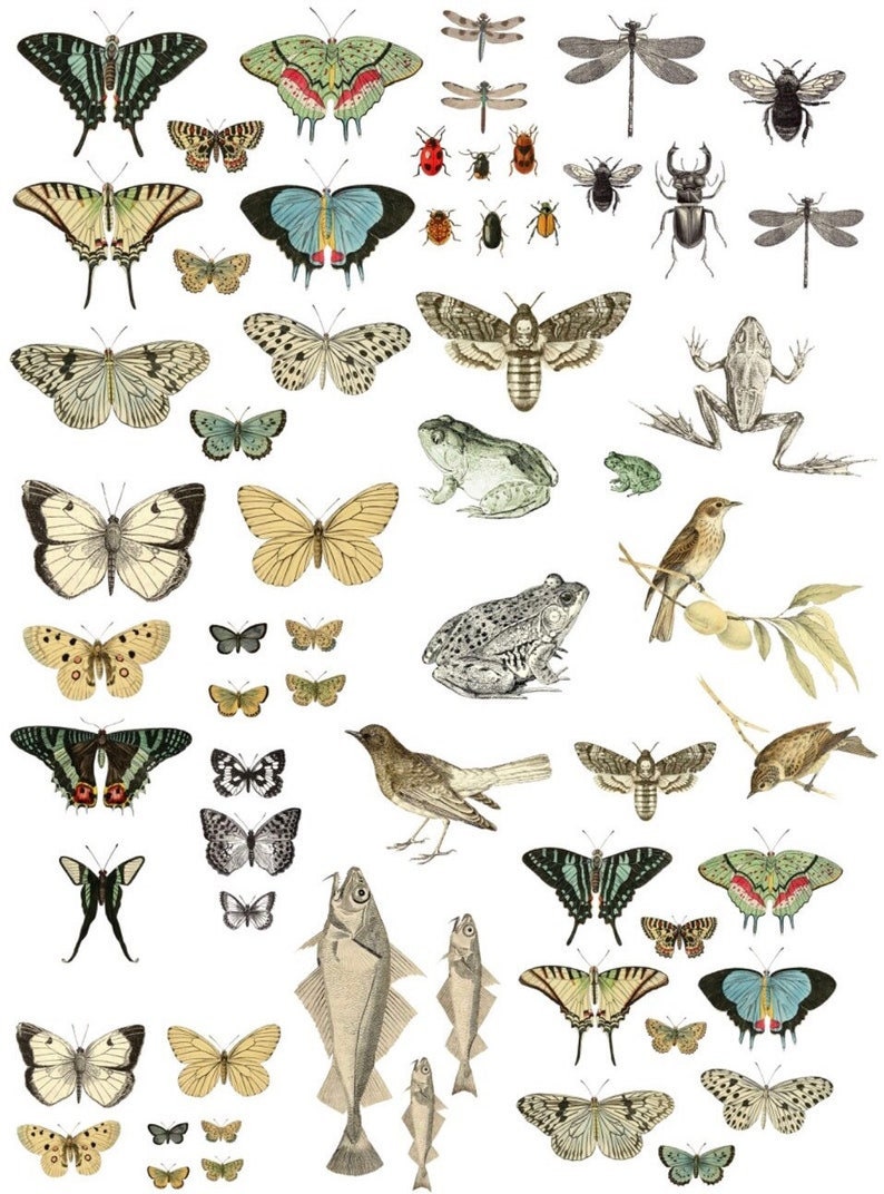 Entomology Etcetera IOD Transfer Pad with (4) 12 X 16 Sheets by Iron Orchid Designs Rub-On Furniture Transfer Decal