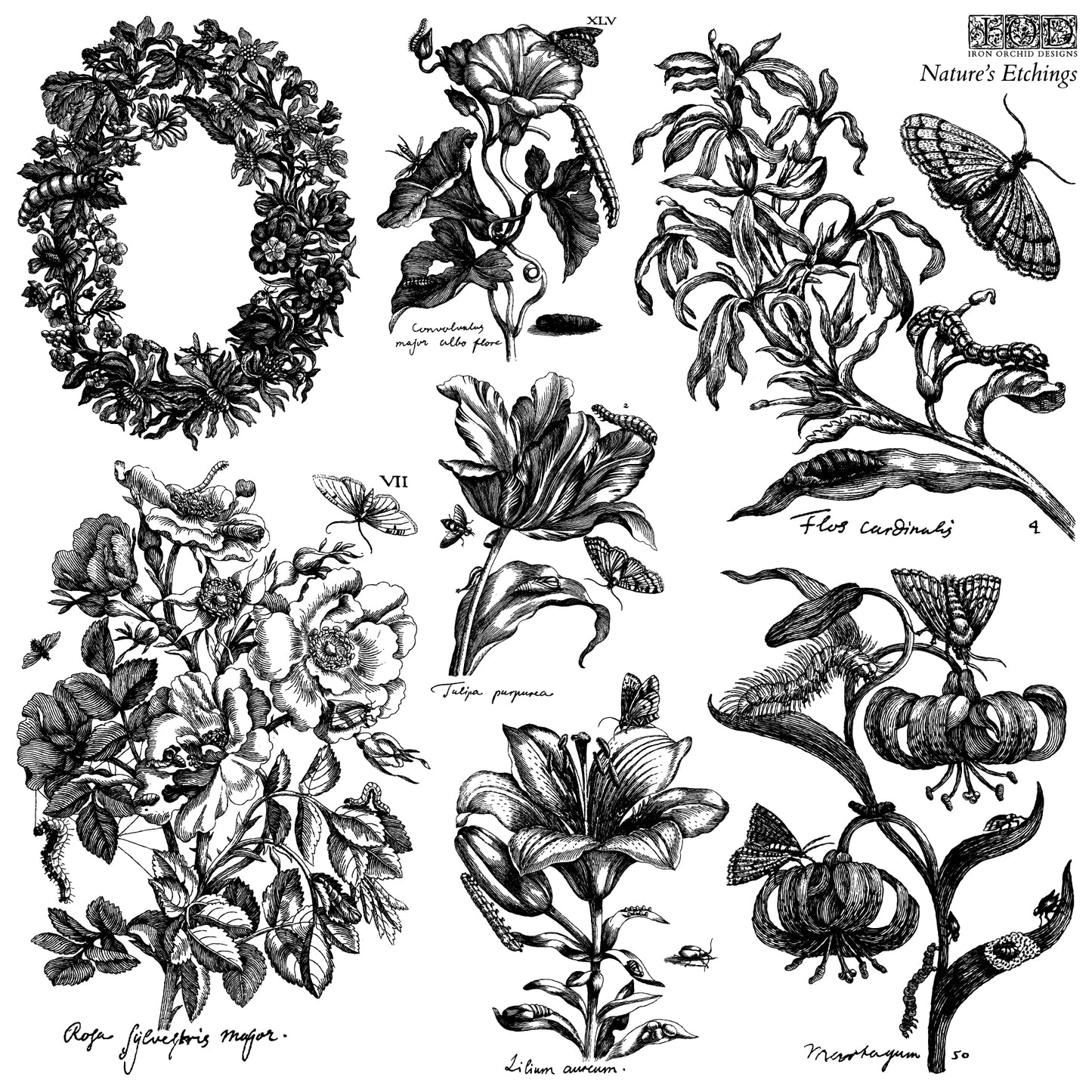Nature’s Etchings 12 X 12  2 sheets - by Iron Orchid Designs
