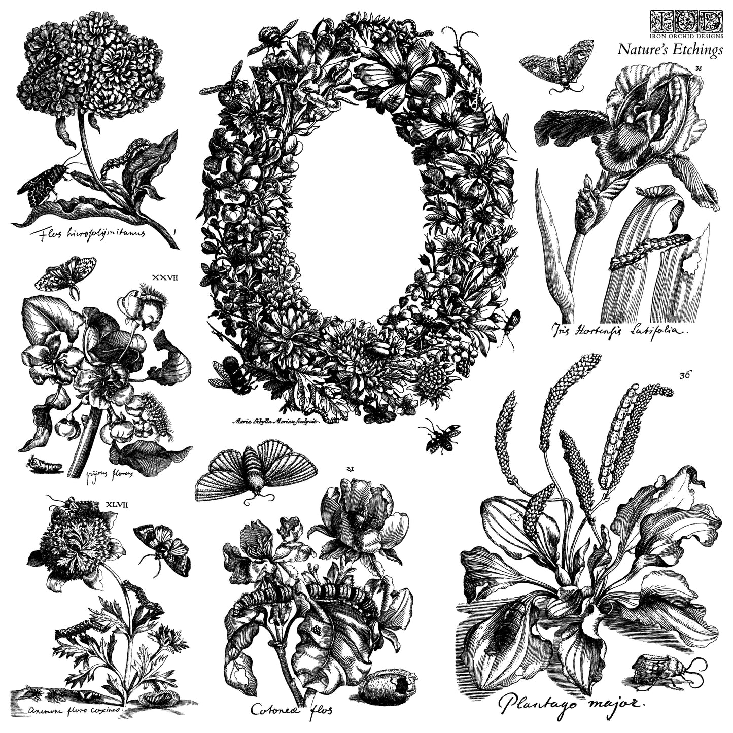 Nature’s Etchings 12 X 12  2 sheets - by Iron Orchid Designs
