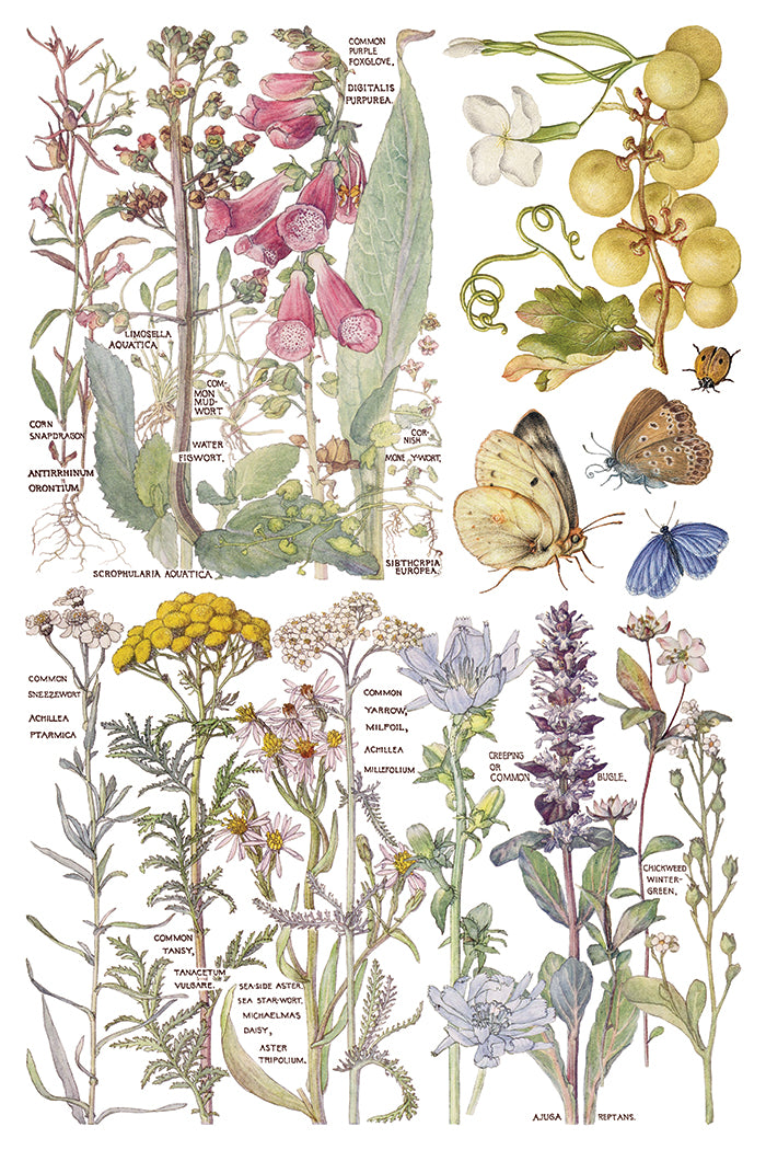 Primrose Isle IOD Transfer Pad with (8) 8 x 12 Sheets by Iron Orchid Designs Rub-On Furniture Transfer Decal - New Release