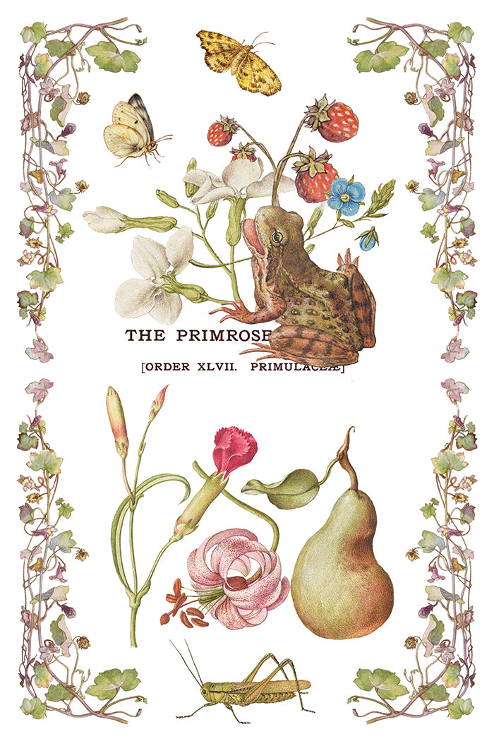 Primrose Isle IOD Transfer Pad with (8) 8 x 12 Sheets by Iron Orchid Designs Rub-On Furniture Transfer Decal - New Release