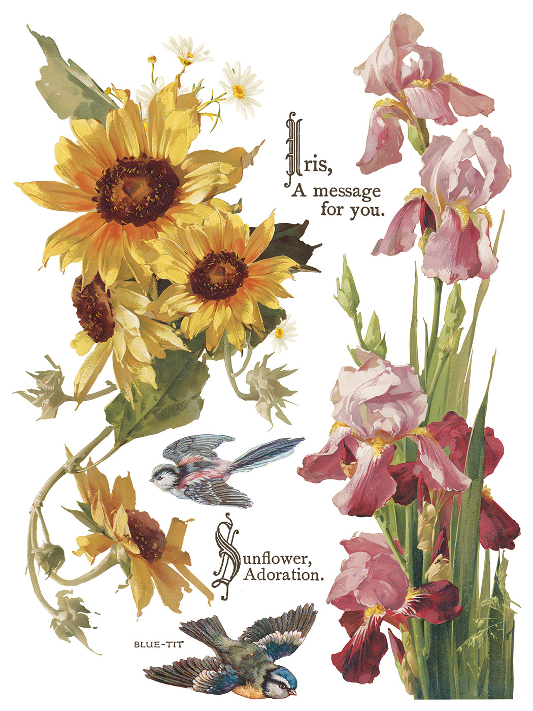 Flowers by the Poets IOD Transfer Pad with (8) 12 X 16 Sheets by Iron Orchid Designs Rub-On Furniture Transfer Decal