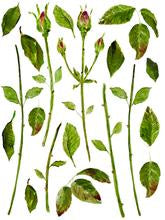 Painterly Floral IOD Transfer Pad with (8) 12 X 16 Sheets by Iron Orchid Designs Rub-On Furniture Transfer Decal