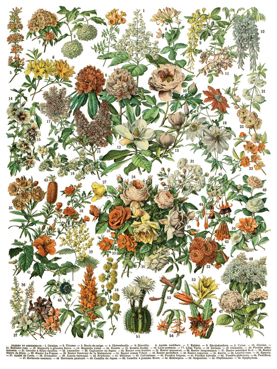 Millots Page IOD Transfer Pad with (8) 12 X 16 Sheets by Iron Orchid Designs Rub-On Furniture Transfer Decal