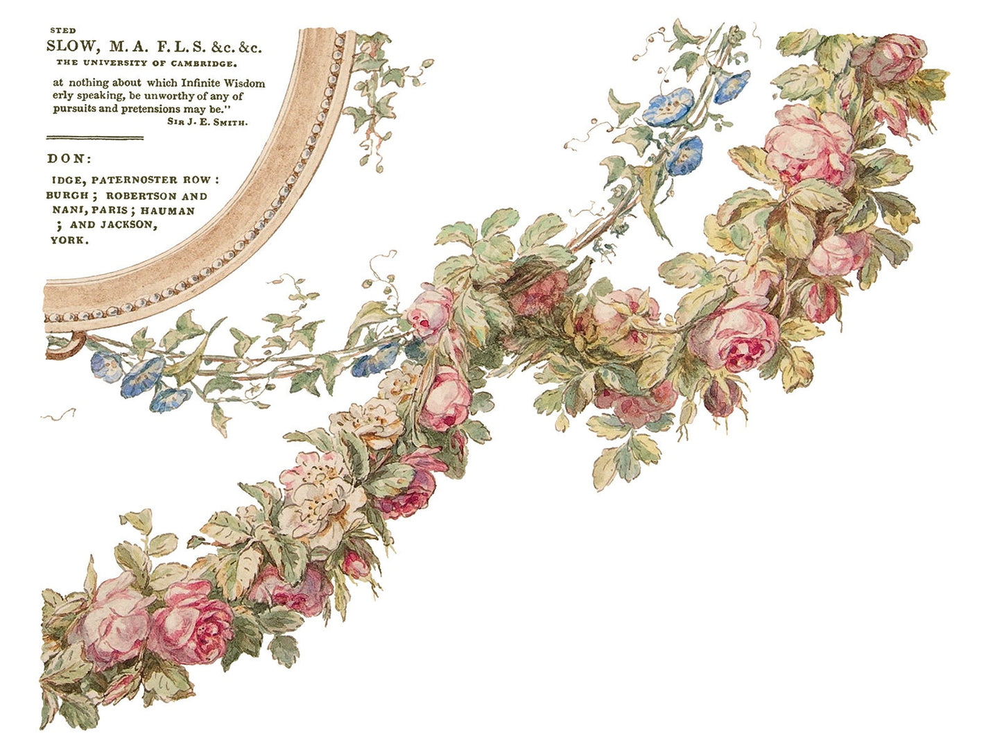 The Botanist IOD Transfer Pad with (4) 12 X 16 Sheets by Iron Orchid Designs  Rub-On Furniture Transfer Decal