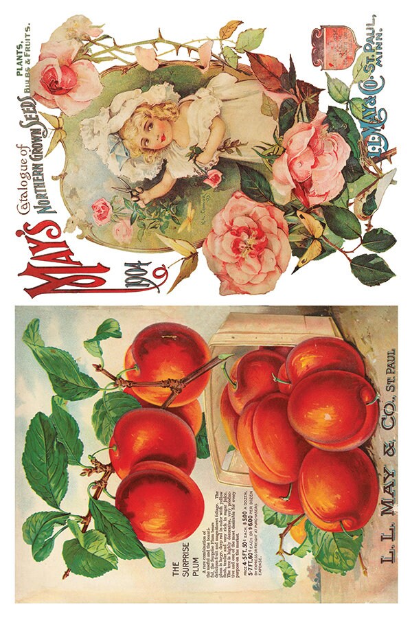 Seed Catalogue IOD Transfer Pad with (8) 8 x 12 Sheets by Iron Orchid Designs Rub-On Furniture Transfer Decal