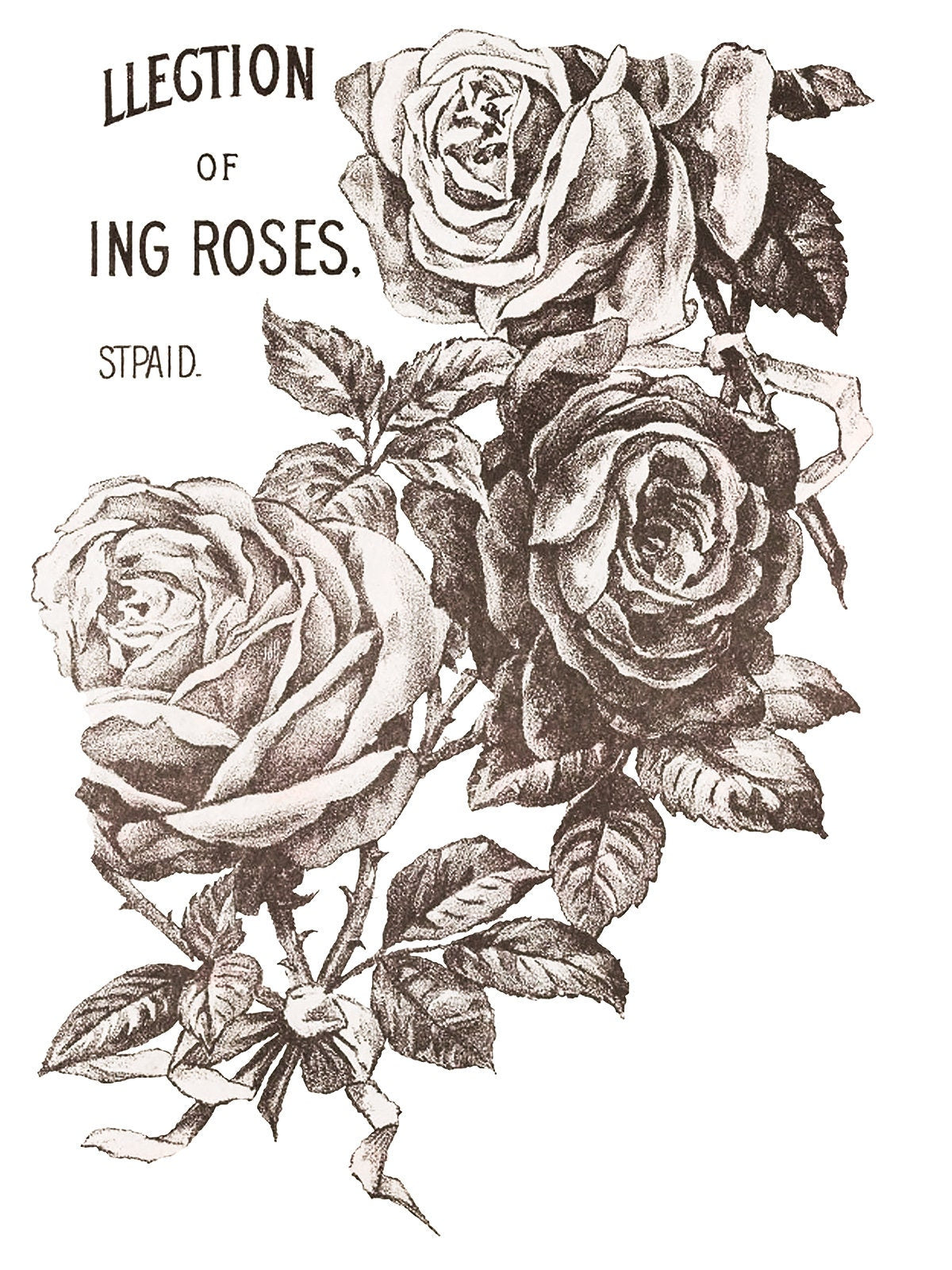 Mays Roses IOD Transfer Pad with (4) 12 X 16 Sheets by Iron Orchid Designs  Rub-On Furniture Transfer Decal