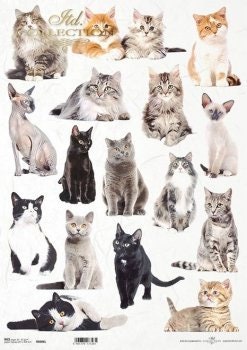 Cats ITD Decoupage Rice Paper | Size A3 | 16.5inch x 11.7inch | R0986L