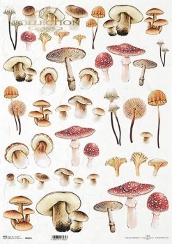 mysterious forest - mushrooms ITD Decoupage Rice Paper | Size A3 | 16.5inch x 11.7inch | R0961L