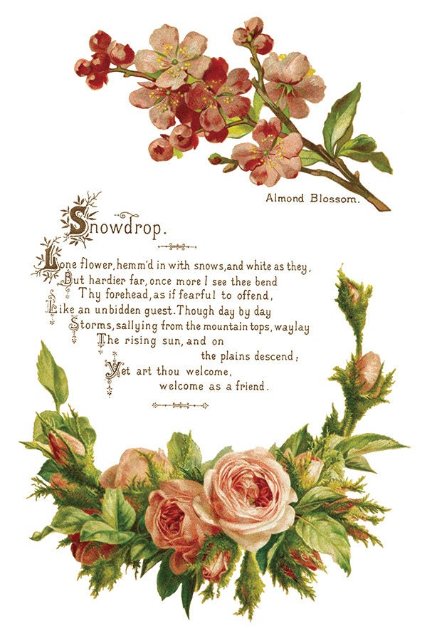 Lover of Flowers IOD Transfer Pad with (8) 8 x 12 Sheets by Iron Orchid Designs Rub-On Furniture Transfer Decal