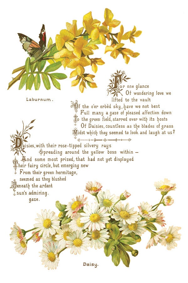 Lover of Flowers IOD Transfer Pad with (8) 8 x 12 Sheets by Iron Orchid Designs Rub-On Furniture Transfer Decal