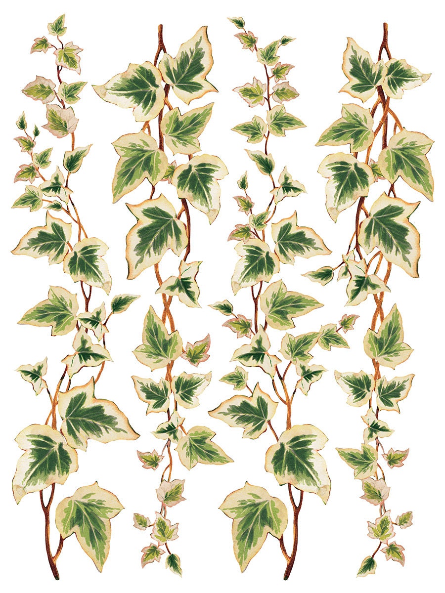 Collage De Fleurs IOD Transfer Pad with (8) 12 X 16 Sheets by Iron Orchid Designs Rub-On Furniture Transfer Decal