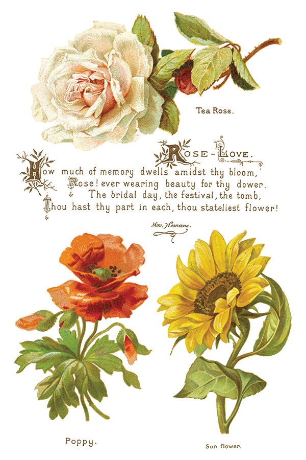 Lover of Flowers IOD Transfer Pad with (8) 8 x 12 Sheets by Iron Orchid Designs Rub-On Furniture Transfer Decal