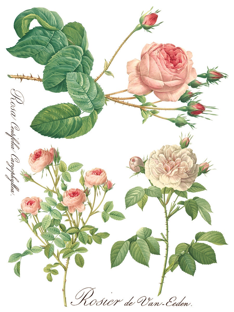 Rose Botanicals IOD Transfer Pad with (8) 12 X 16 Sheets by Iron Orchid Designs Rub-On Furniture Transfer Decal