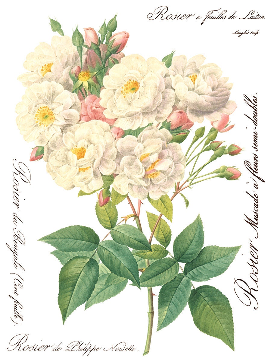 Rose Botanicals IOD Transfer Pad with (8) 12 X 16 Sheets by Iron Orchid Designs Rub-On Furniture Transfer Decal