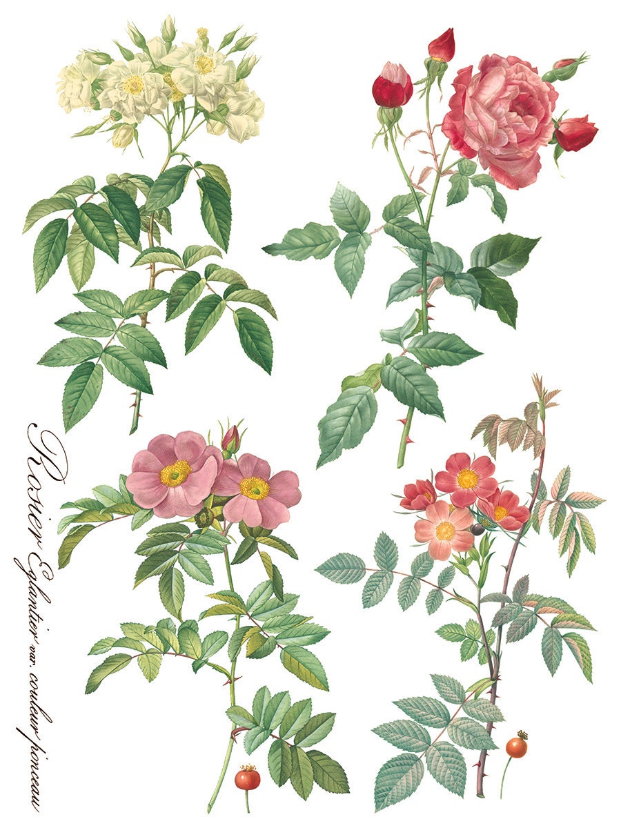 Rose Botanicals IOD Transfer Pad with (8) 12 X 16 Sheets by Iron Orchid Designs Rub-On Furniture Transfer Decal