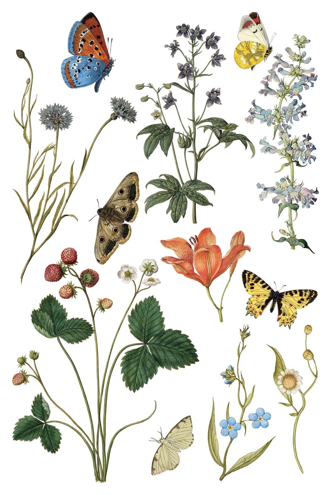 Wilde Bloemen IOD Transfer Pad with (8) 8 x 12 Sheets by Iron Orchid Designs Rub-On Furniture Transfer Decal