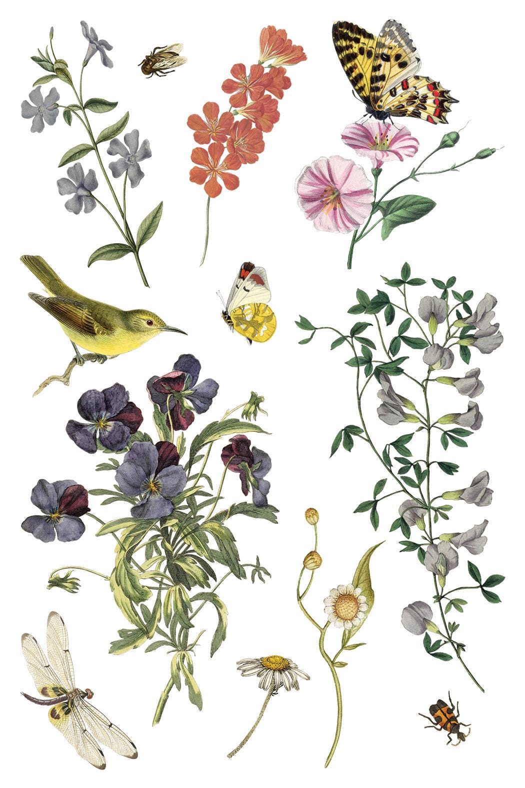Wilde Bloemen IOD Transfer Pad with (8) 8 x 12 Sheets by Iron Orchid Designs Rub-On Furniture Transfer Decal