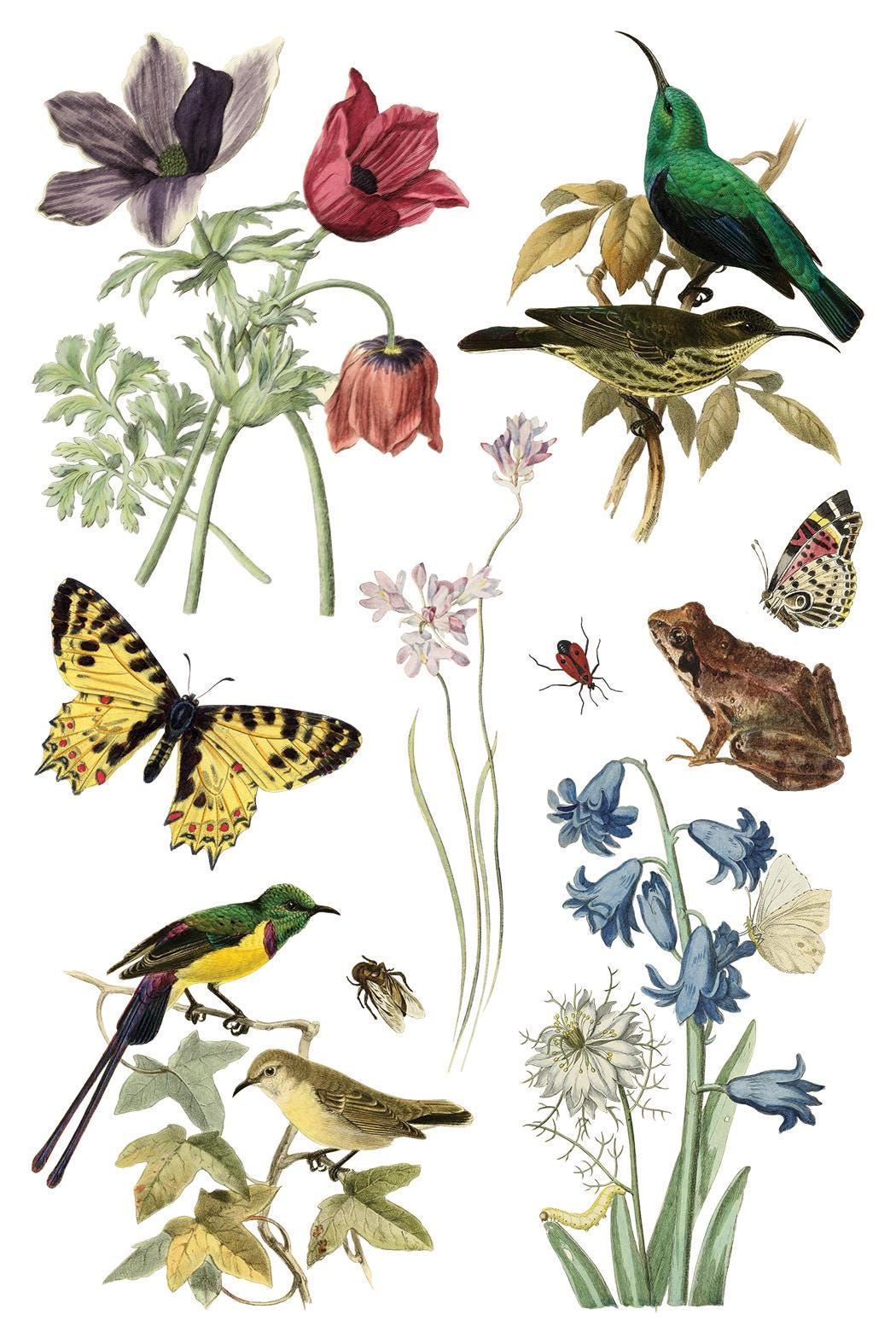 Wilde Bloemen IOD Transfer Pad with (8) 8 x 12 Sheets by Iron Orchid Designs Rub-On Furniture Transfer Decal