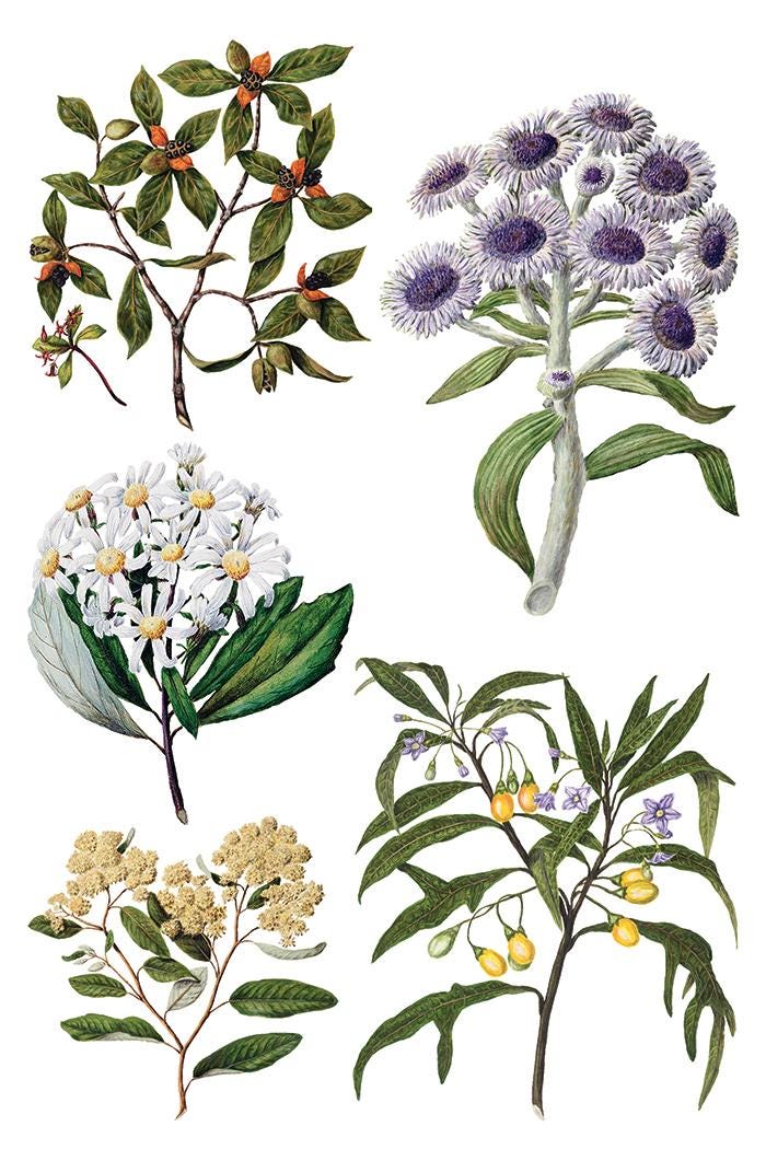 Sarah Featons Botanicals IOD Transfer Pad with (8) 8 x 12 Sheets by Iron Orchid Designs Rub-On Furniture Transfer Decal