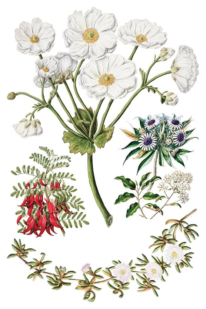 Sarah Featons Botanicals IOD Transfer Pad with (8) 8 x 12 Sheets by Iron Orchid Designs Rub-On Furniture Transfer Decal