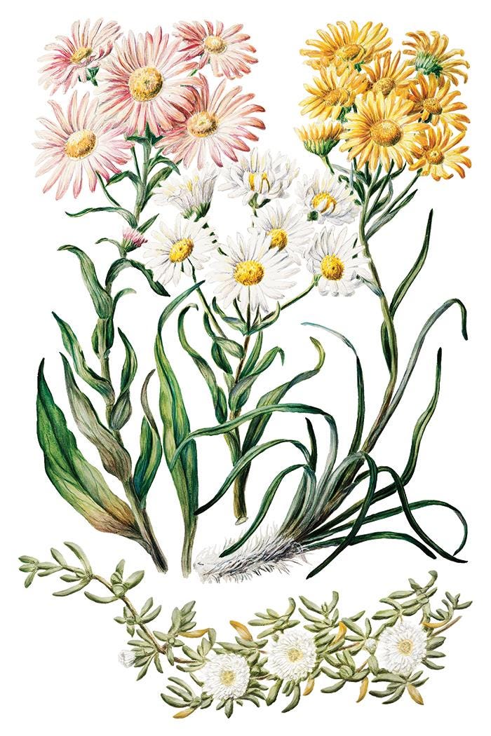 Sarah Featons Botanicals IOD Transfer Pad with (8) 8 x 12 Sheets by Iron Orchid Designs Rub-On Furniture Transfer Decal
