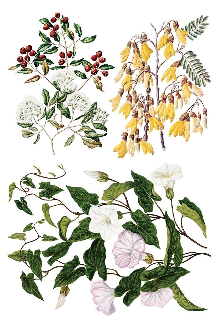 Sarah Featons Botanicals IOD Transfer Pad with (8) 8 x 12 Sheets by Iron Orchid Designs Rub-On Furniture Transfer Decal