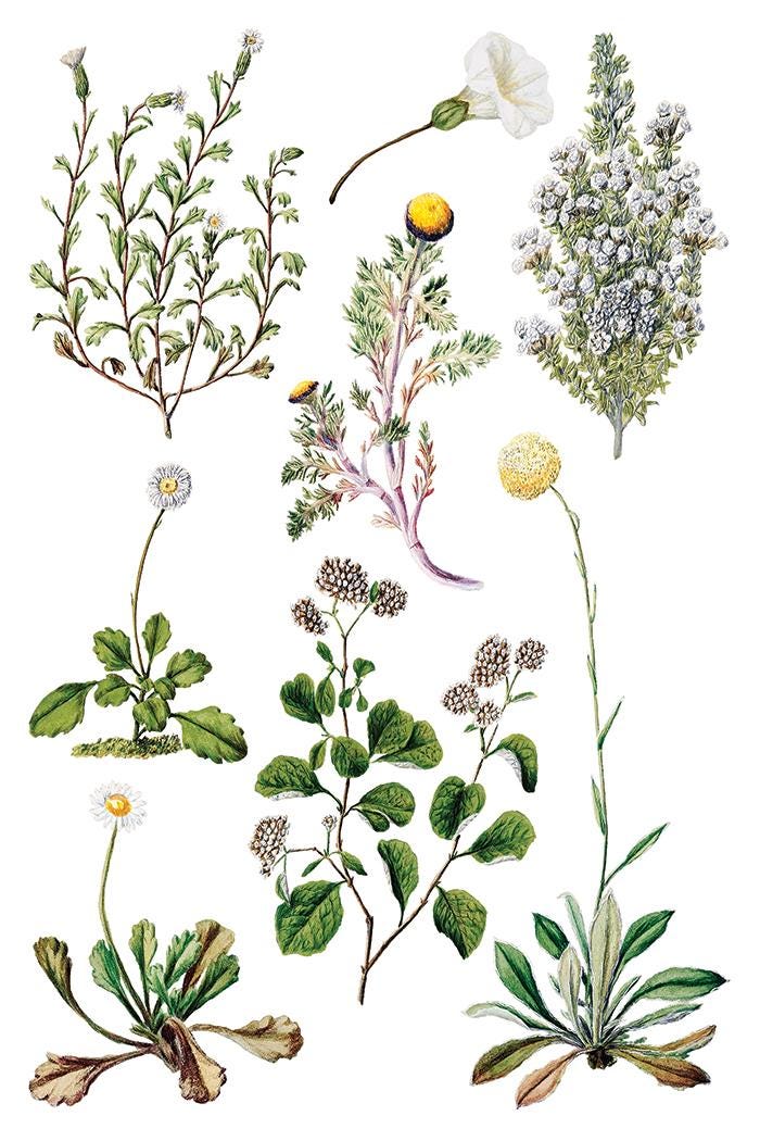 Sarah Featons Botanicals IOD Transfer Pad with (8) 8 x 12 Sheets by Iron Orchid Designs Rub-On Furniture Transfer Decal