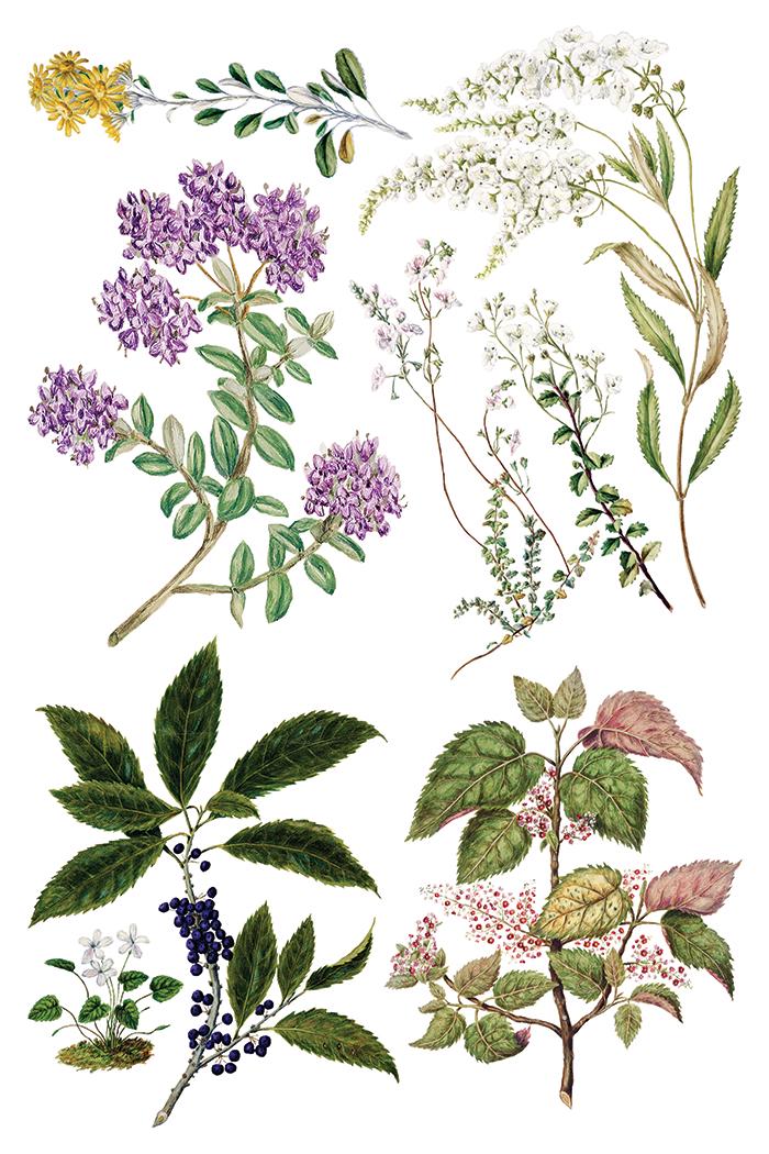Sarah Featons Botanicals IOD Transfer Pad with (8) 8 x 12 Sheets by Iron Orchid Designs Rub-On Furniture Transfer Decal